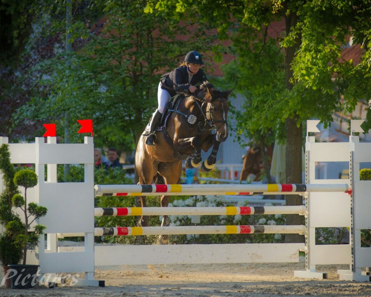 jumper PSG Petit Prince (Oldenburg, 2001, from Acobat II)