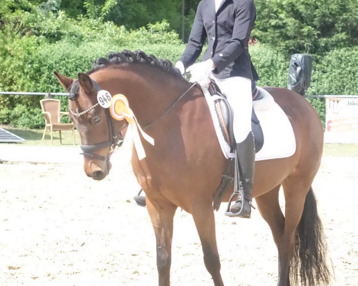 broodmare Nuri 24 (German Riding Pony, 2008, from Nabucco R)