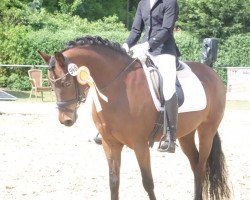 dressage horse Nuri 24 (Deutsches Reitpony, 2008, from Nabucco R)