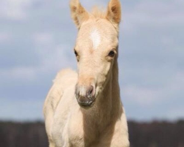 Dressurpferd MSA Golden Dancer Junior (Deutsches Reitpony, 2015, von Centauro's Golden Flashlight)