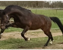 dressage horse Heydu 3 (German Riding Pony, 2013, from Halifax)