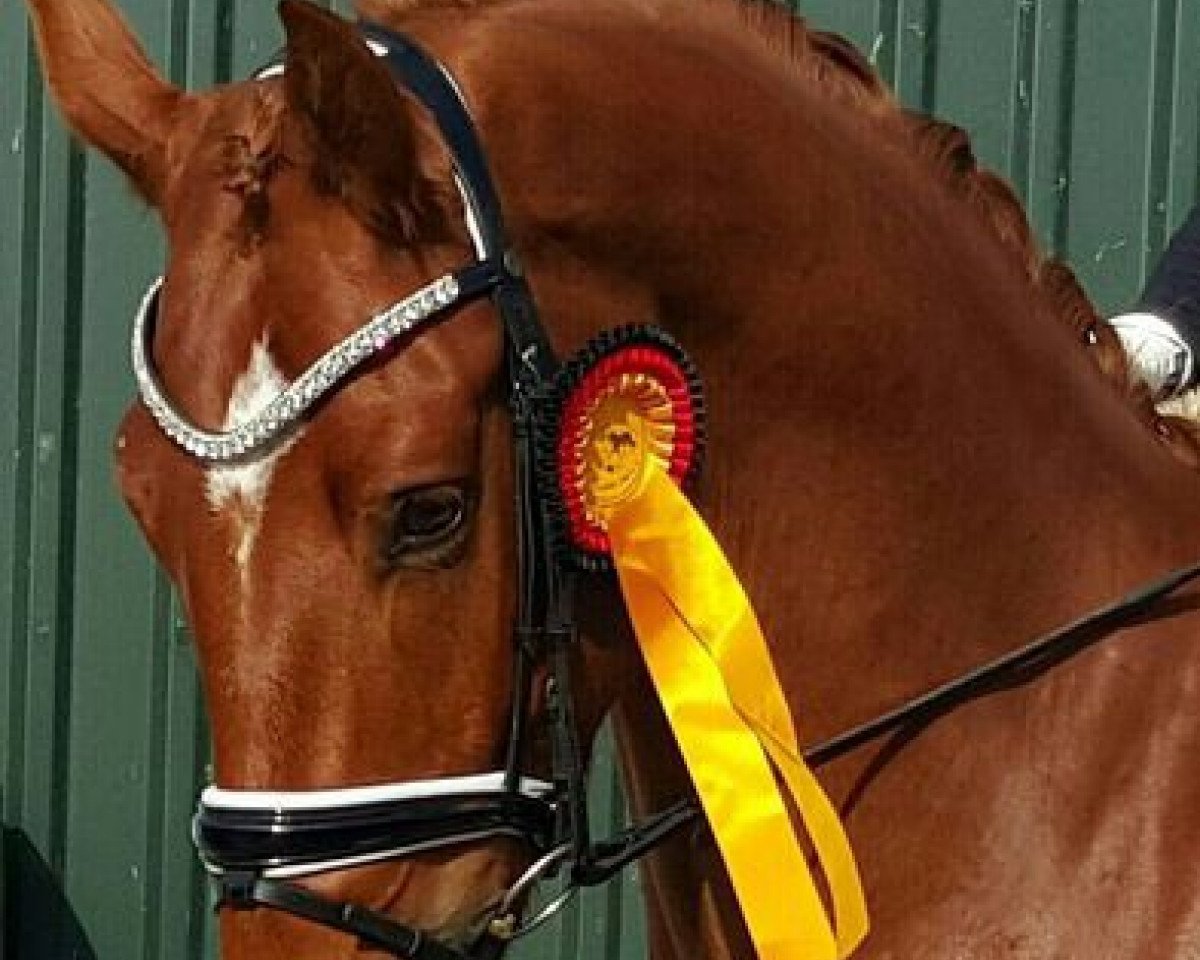 dressage horse Quel Charmeur Ga (Hanoverian, 2013, from Quaterhall)