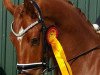 dressage horse Quel Charmeur Ga (Hanoverian, 2013, from Quaterhall)