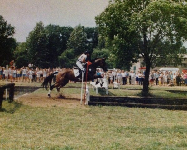 Pferd Lester (Württemberger, 1983, von Labrador)