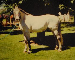 broodmare Oase (Belgian Warmblood, 1991, from Goldspring de Lauzelle)