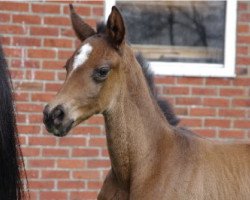 broodmare Stute von Scolari / Hochadel (Hanoverian, 2011, from Scolari)