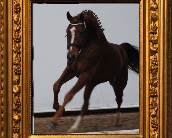 stallion Malcolm Sun vom Fidelesch (Belgian Warmblood, 2012, from Rosenprinz D)