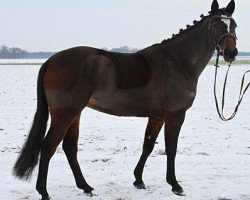 jumper Mable (German Riding Pony,  , from FS Maracaibo)