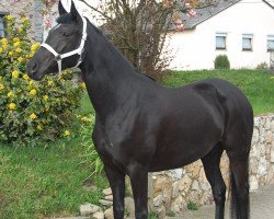 broodmare La Donna (Hanoverian, 2004, from Latimer)