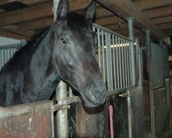 horse Joker (Trakehner, 2013, from Donaufischer)