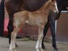 dressage horse D'Avie 3 (Hanoverian, 2013, from Deveraux 3)