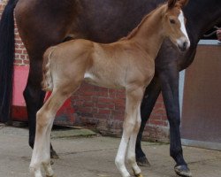 dressage horse D'Avie 3 (Hanoverian, 2013, from Deveraux 3)