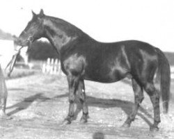 stallion 426 Przedswit VI (Przedswit, 1936, from 82 Przedświt VIII)