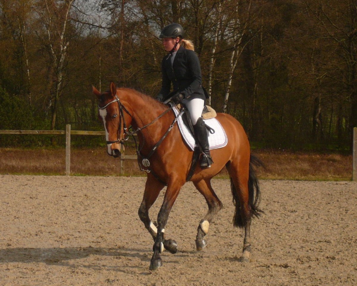 broodmare Daily News 8 (Holsteiner, 2011, from Quo Vados I)