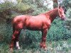stallion Furioso jilovsky (unknown, 1984, from 121 Furioso XLVIII-48)