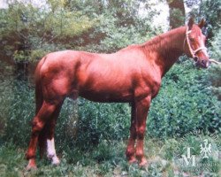 stallion Furioso jilovsky (unknown, 1984, from 121 Furioso XLVIII-48)