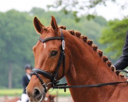 dressage horse Farell BE (Westphalian, 2007, from Fleury)