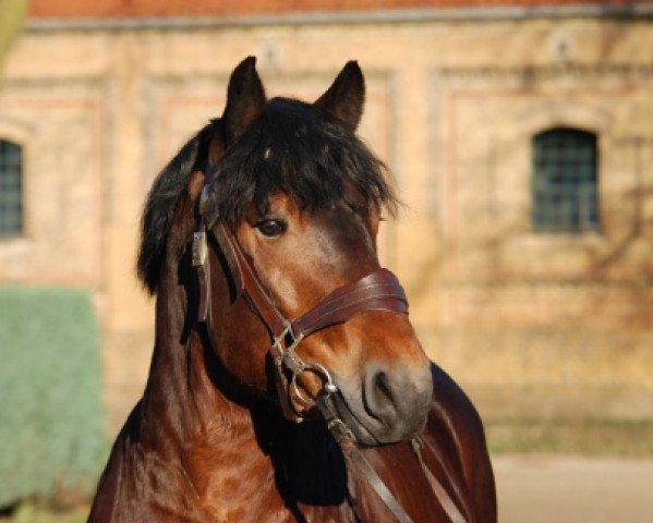 stallion Franzl (Rhenish-German Cold-Blood, 2013, from Fritz)