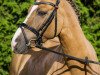 Dressurpferd Dankis Dacoro (Deutsches Reitpony, 2011, von Dankeschön)