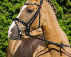 dressage horse Dankis Dacoro (German Riding Pony, 2011, from Dankeschön)