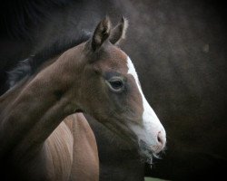 stallion Zilver Touch (Holsteiner, 2016, from Zirocco Blue)