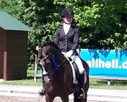 dressage horse Dante R (German Riding Pony, 2009, from Proud Doug)