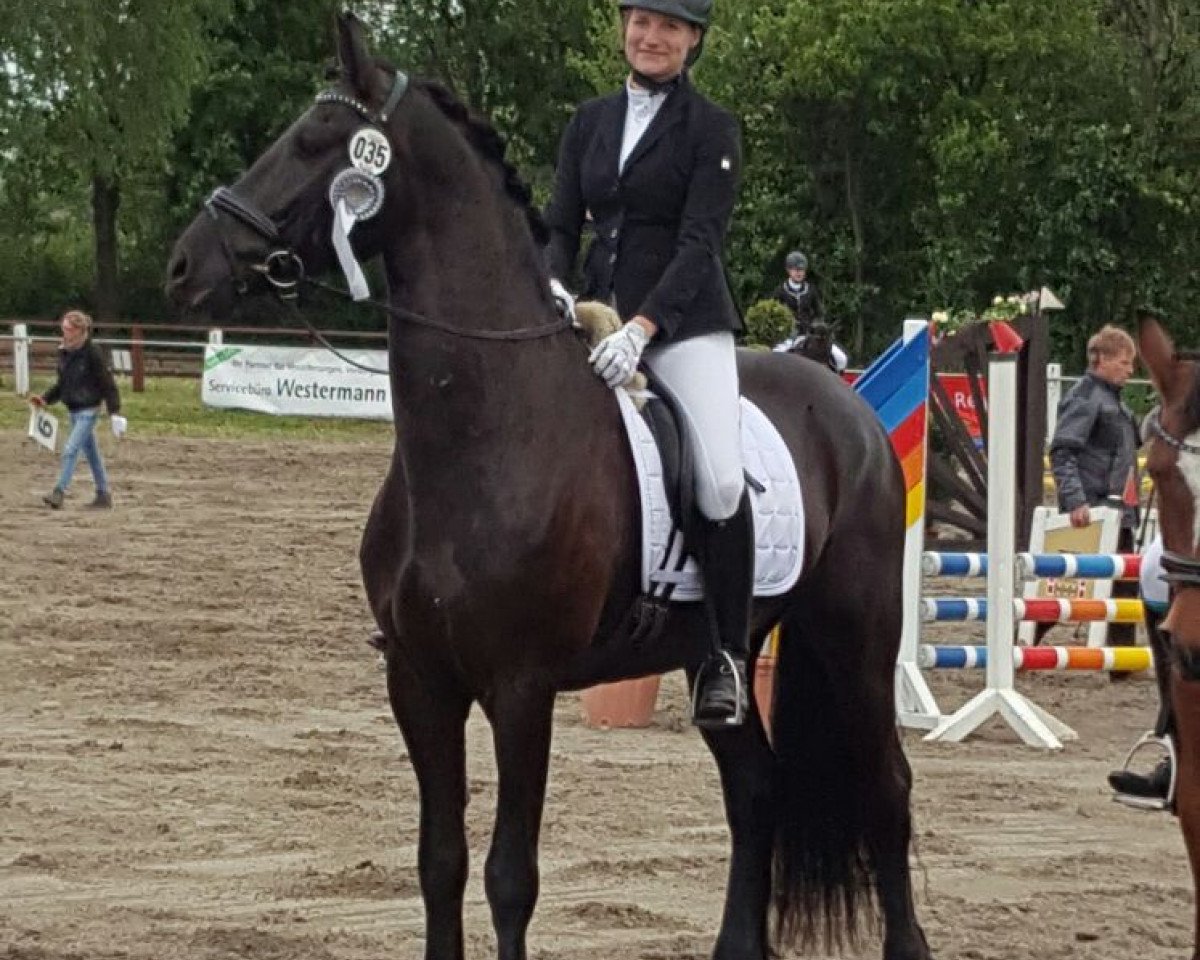 dressage horse Javaro 3 (Friese, 2011)