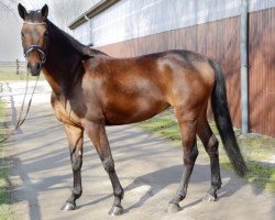 dressage horse Chocolate Cream XM (Österreichisches Warmblut, 2011, from Chopin III)