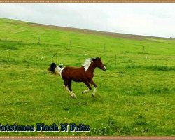 stallion Catstones Flash N Fritz (Paint Horse, 2015, from Am Mad Max)