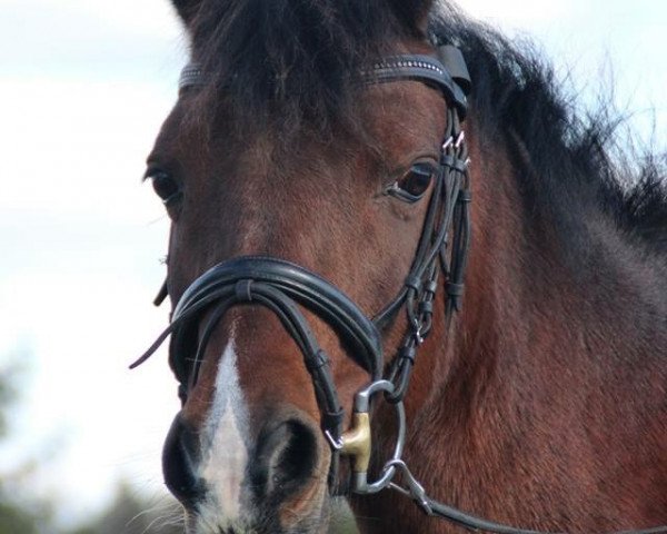 broodmare Mona Lisa WS (Welsh-Pony (Section B), 1996, from Campari)