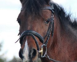 broodmare Mona Lisa WS (Welsh-Pony (Section B), 1996, from Campari)