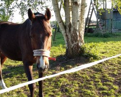 dressage horse Sid 16 (Oldenburg,  )