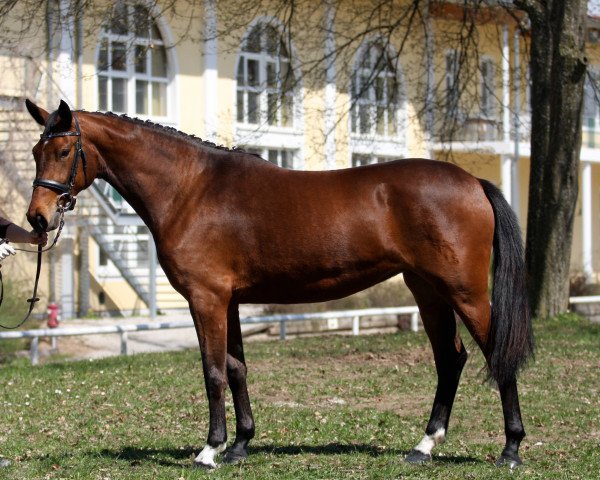 broodmare Bugatti Royale XM (Austrian Warmblood, 2007, from Bandolero)