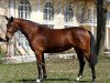 broodmare Bugatti Royale XM (Austrian Warmblood, 2007, from Bandolero)