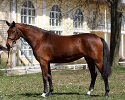 dressage horse Bugatti Royale XM (Österreichisches Warmblut, 2007, from Bandolero)