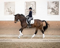 dressage horse Bohemian Rapsodie XM (Österreichisches Warmblut, 2009, from Bandolero)