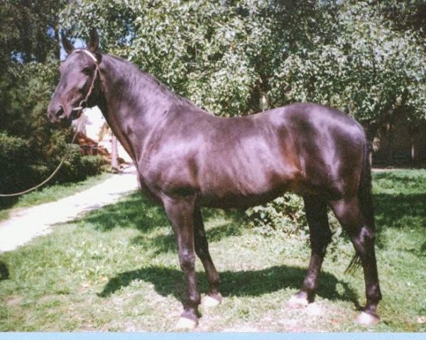 stallion Przedswit XIX (unknown, 1985, from Przedswit XV)