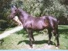 stallion Przedswit XIX (unknown, 1985, from Przedswit XV)