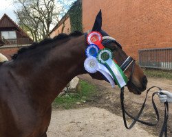 dressage horse Proud Geisha (German Riding Pony, 2006, from Proud Rocketti)