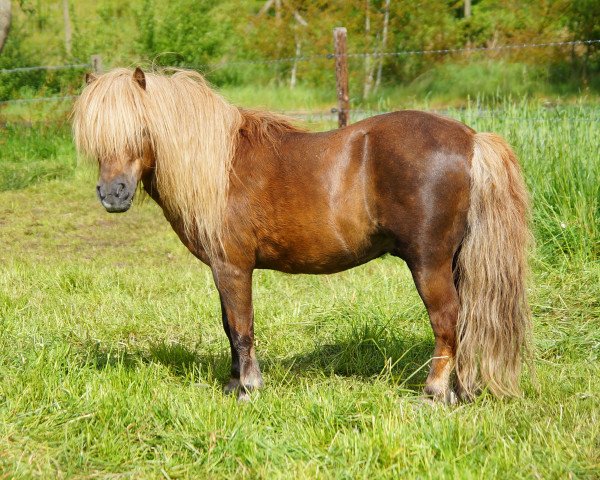 stallion Naikel van de witte Maat (Shetland Pony, 1998, from Rivo van Baal)
