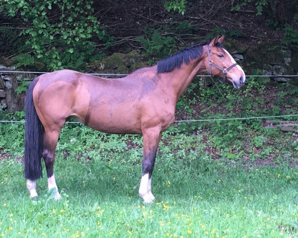 broodmare Quinessa (Holsteiner, 2001, from Quinar)