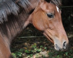 broodmare Nausicaa (Holsteiner, 2015, from Nabab de Rêve)