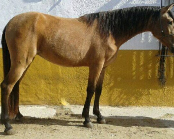 horse ROCIO (Hispano, 2013)