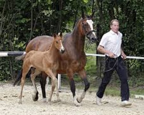 horse Schwalbenprinz (Trakehner, 2013, from Connery)