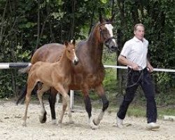 Pferd Schwalbenprinz (Trakehner, 2013, von Connery)