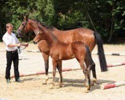 stallion Schwalbenfürst (Trakehner, 2015, from Oliver Twist)