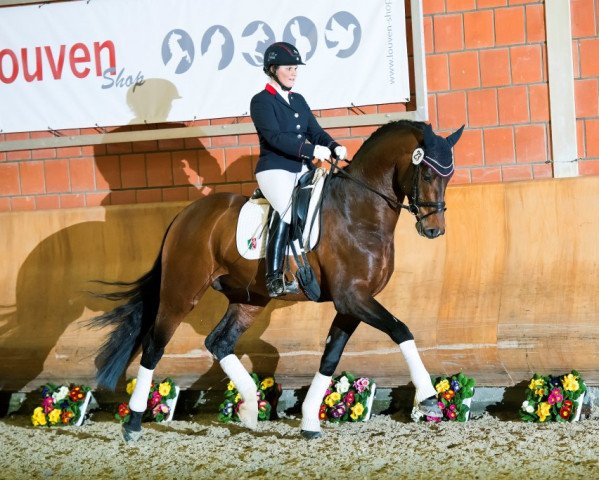 dressage horse Flashdance (Westphalian, 2011, from First Selection)