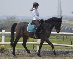 dressage horse Zauberwald Mallory (unknown, 2002)