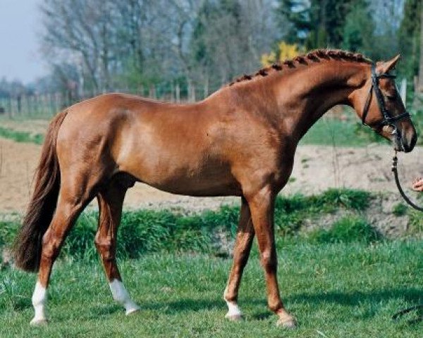 stallion Kooihuster Wessel (Nederlands Welsh Ridepony, 1996, from Bjirmen's Wytse)