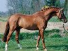 stallion Kooihuster Wessel (Nederlands Welsh Ridepony, 1996, from Bjirmen's Wytse)